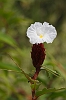 J01_1928 Ginger flower